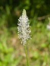 Plantago Lanceolata, Narrowleaf Plantain flower macro, selective focus Royalty Free Stock Photo