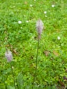 Plantago Lanceolata, Narrowleaf Plantain flower macro, selective focus Royalty Free Stock Photo