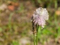 Plantago Lanceolata, Narrowleaf Plantain flower macro, selective focus Royalty Free Stock Photo