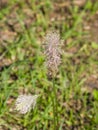 Plantago Lanceolata, Narrowleaf Plantain flower macro, selective focus Royalty Free Stock Photo