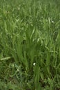 Plantago lanceolata plants in a field Royalty Free Stock Photo