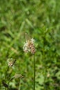 Plantago Lanceolata, Ribwort, English, Buckhorn or Narrowleaf Plantain flower macro with bokeh background Royalty Free Stock Photo