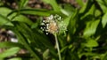 Plantago Lanceolata, Ribwort, English, Buckhorn or Narrowleaf Plantain flower macro with bokeh background Royalty Free Stock Photo