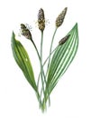 Plantago lanceolata or ribwort plantain, narrowleaf plantain, English plantain, ribleaf,citation needed lamb`s tongue. Antique ha