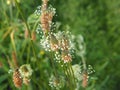 Plantago lanceolata - ribwort plantain, narrowleaf plantain, English plantain, ribleaf, lamb`s tongue