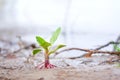 Plantago major, the broadleaf plantain, white man\'s footprint, waybread, or greater plantain