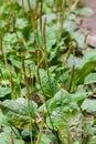 Plantago major Plantago, Plantain, fleaworts There are 3-5 parallel veins that diverge in wider leaf. The inflorescences on long