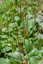 Plantago major Plantago, Plantain, fleaworts There are 3-5 parallel veins that diverge in wider leaf. The inflorescences on long