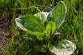 Plantago major Plantago, Plantain, fleaworts. There are 3-5 parallel veins that diverge in wider leaf. The inflorescences on long