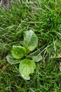 Plantago major Plantago, Plantain, fleaworts. There are 3-5 parallel veins that diverge in wider leaf. The inflorescences on long