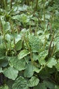 Plantago major plants