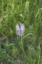 Plantago media in bloom