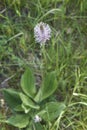 Plantago media in bloom