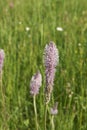 Plantago media in bloom