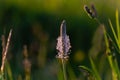 Plantago media, Hoary plantain, Plantaginaceae. Wild plant shot in spring