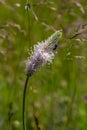 Plantago media, Hoary plantain, Plantaginaceae. Wild plant shot in spring