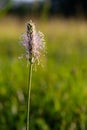 Plantago media, Hoary plantain, Plantaginaceae. Wild plant shot in spring