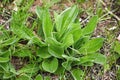 Plantago media, Plantain average