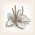 Plantago plant sketch style vector illustration