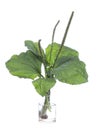 Plantago plantains or fleaworts in a glass vessel on a white background