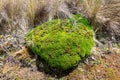 Plantago rigida. Cushion-forming plants of paramo