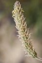 Plantago species plantains or fleaworts common green plant with small yellow or white flowers