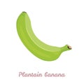 Plantain banana isolated on white background. Vector illustration of fresh tropical fruit Royalty Free Stock Photo