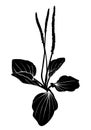 Plantain black silhouette isolated.