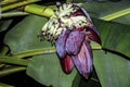 The Plantain flower in a banana tree.