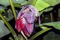 The Plantain flower in a banana tree.