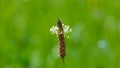 Plantain flower on a blurred green background