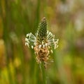 Plantain Flower Head