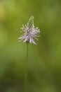 Plantain flower macro