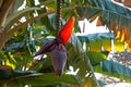 PLANTAIN FLOWER