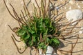 Plantain flowering plant on the beach, green leaves of broadleaf plantain, white man`s foot plant, nature, medicinal herb