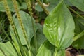 Plantain flowering plant with green leaf. Plantago major broadleaf plantain