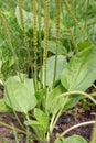 Plantain flowering plant with green leaf. Plantago major broadleaf plantain, white man`s foot or greater plantain.