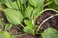 Plantain flowering plant with green leaf. Plantago major broadleaf plantain, white man`s foot or greater plantain.