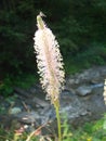 Plantain flowering plant with green leaf. Plantago major