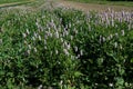 Plantain flowering plant with green leaf. Plantago major.