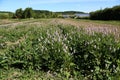 Plantain flowering plant with green leaf. Plantago major.