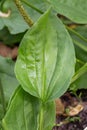 Plantain flowering plant with green leaf. Plantago major broadleaf plantain, white man`s foot or greater plantain.