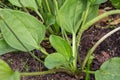 Plantain flowering plant with green leaf. Plantago major broadleaf plantain