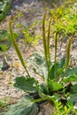 Plantain flowering plant with green leaf. Plantago major leaves and flowers, broadleaf plantain, white man's foot or