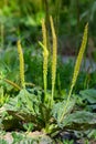 Plantain flowering plant with green leaf. Plantago major leaves and flowers, broadleaf plantain, white man's foot or