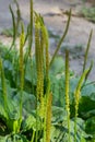 Plantain flowering plant with green leaf. Plantago major leaves and flowers, broadleaf plantain, white man's foot or