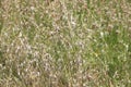 Plantain flowering plant. Plantago major, broadleaf plantain, white man's foot or greater plantain.