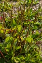 Plantain flowering plant on sandy soil. Plantago major broadleaf plantain, white man\'s foot or greater plantain