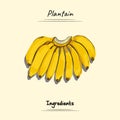 Illustration sketch and vector style of Plantain Good to use for restaurant menu, Food recipe book and food ingredients Royalty Free Stock Photo