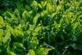 Plantain herb close-up, medicinal herb, remedy for abrasions.